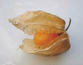 http://upload.wikimedia.org/wikipedia/commons/9/92/Physalis.jpg