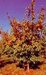 http://www.frutas-hortalizas.com/img/fruites_verdures/13c.jpg