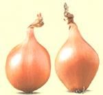 http://www.frutas-hortalizas.com/img/fruites_verdures/81a.jpg