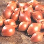 Ascalonia