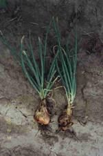 http://www.frutas-hortalizas.com/img/fruites_verdures/81c.jpg