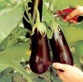 http://www.frutas-hortalizas.com/img/fruites_verdures/33c.jpg
