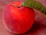http://www.frutas-hortalizas.com/img/fruites_verdures/25a.jpg