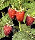 http://www.frutas-hortalizas.com/img/fruites_verdures/29c.jpg