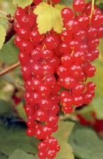 http://www.frutas-hortalizas.com/img/fruites_verdures/71a.jpg