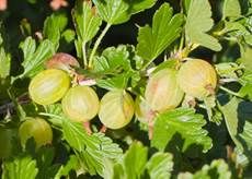 https://upload.wikimedia.org/wikipedia/commons/3/3e/Grosella_espinosa_(Ribes_uva-crispa),_M%C3%BAnich,_Alemania,_2012-06-07,_DD_01.jpg