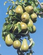 http://www.frutas-hortalizas.com/img/fruites_verdures/26c.jpg