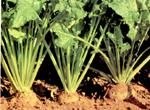 http://www.frutas-hortalizas.com/img/fruites_verdures/90c.jpg
