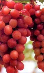 http://www.frutas-hortalizas.com/img/fruites_verdures/8c.jpg