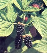 http://www.frutas-hortalizas.com/img/fruites_verdures/69a.jpg