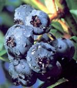 http://www.frutas-hortalizas.com/img/fruites_verdures/2a.jpg