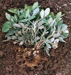 http://fichas.infojardin.com/foto-hortalizas-verduras/arachis-hypogaea-cacahuete.jpg