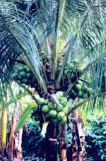 http://www.frutas-hortalizas.com/img/fruites_verdures/4c.jpg