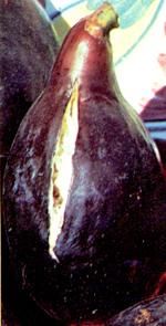 http://www.frutas-hortalizas.com/img/fruites_verdures/7a.jpg