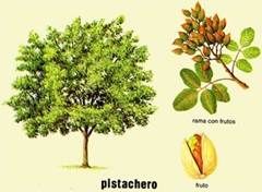 http://www.agromatica.es/wp-content/uploads/2013/03/pistachero1.jpg