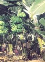 http://www.frutas-hortalizas.com/img/fruites_verdures/1c.jpg