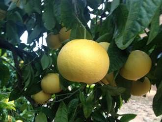 http://comprarpomelos.com/blog/wp-content/uploads/2014/01/IMG_2531.jpg