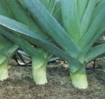 http://www.frutas-hortalizas.com/img/fruites_verdures/52c.jpg
