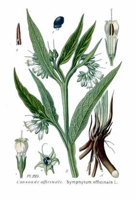 onsolda-Symphytum-officinale