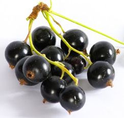 http://3.bp.blogspot.com/_wSAYe7EdCJc/S_4q2y-LvTI/AAAAAAAACQ8/6eHko-_HvMY/s1600/grosella+negra.png