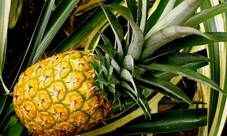 http://caliescribe.com/sites/default/files/imagenes_revista/2013/06/29/gastronomia/pina-01.jpg