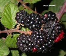 http://www.botanical-online.com/material/blackberries.jpg