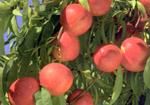 http://www.frutas-hortalizas.com/img/fruites_verdures/25c.jpg