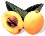 http://www.frutas-hortalizas.com/img/fruites_verdures/94a.jpg