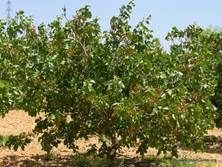 http://www.spaincenter.org/agricultura/fotos/pistacho-2.jpg