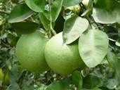 http://world-crops.com/wordpress/wp-content/uploads/20-Phitsanulok-Pomelo.jpg