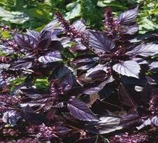 http://www.liberterre.fr/gaiagnostic/semillas/z-photos-basil/BASILIC-PURPLE-RUBIN.jpg
