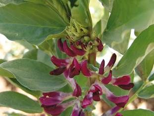 http://www.liberterre.fr/gaiagnostic/semillas/z-photos-feves/violet.jpg