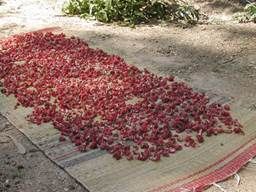 http://www.liberterre.fr/gaiagnostic/semillas/z-photos-roselle/sechage-sepales-roselle-1.jpg