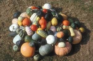 http://www.liberterre.fr/gaiagnostic/semillas/z-photos-courges/z-photos-pollinisation/COURGES.jpg