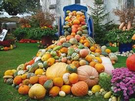 http://www.liberterre.fr/gaiagnostic/semillas/z-photos-courges/z-photos-pollinisation/cornucopiasquashes.jpg