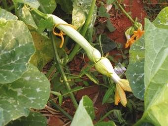 http://www.liberterre.fr/gaiagnostic/semillas/z-photos-courges/z-photos-pollinisation/Fleur-refermee-2.jpg