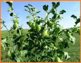 HD Macintosh:private:var:folders:y6:nsf3f4l511l976cdtp57sm7w0000gn:T:TemporaryItems:garbanzo-plant.jpg