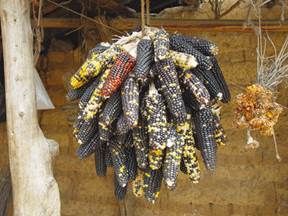 http://www.liberterre.fr/gaiagnostic/semillas/z-photos-maiz/bouquet-noirs.jpg