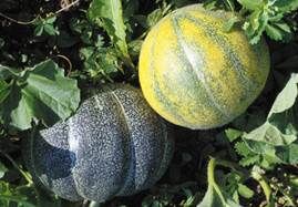 http://www.liberterre.fr/gaiagnostic/semillas/z-photos-melones/rennes.jpg