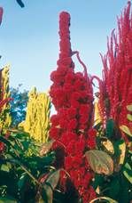 http://www.liberterre.fr/gaiagnostic/semillas/z-photos-amarantos/Bolivia-153.jpg