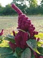 http://www.liberterre.fr/gaiagnostic/semillas/z-photos-amarantos/elephant.jpg