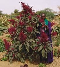 http://www.liberterre.fr/gaiagnostic/semillas/z-photos-amarantos/amaranthe-senegal.jpg