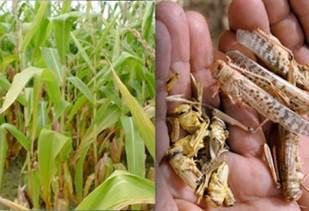 lagas cultivos
