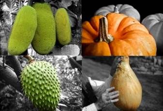 rutas y verduras más grandes del mundo