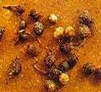 http://articulos.infojardin.com/articulos/Fotos_malas_hierbas_1/castanuela-bulbillos.jpg