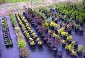 http://articulos.infojardin.com/articulos/Fotos_malas_hierbas_1/Malla.jpg