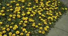 http://articulos.infojardin.com/articulos/Fotos_malas_hierbas_1/tapizantes.jpg