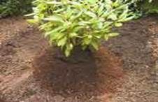 http://articulos.infojardin.com/articulos/Fotos_Xerojardineria/pequenas_3/mantillo.jpg