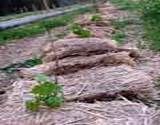 http://articulos.infojardin.com/articulos/Fotos_Xerojardineria/pequenas_3/paja_2.jpg
