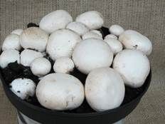 http://cdna.labioguia.com/images/articles/568fc011288a8_crop.jpg